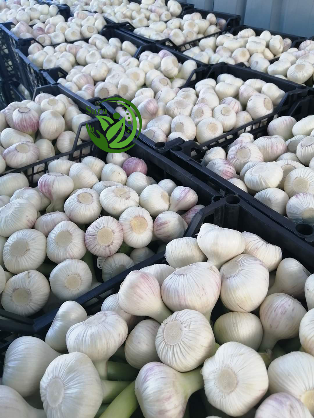 Fresh Garlic (white Garlic - Red Garlic)